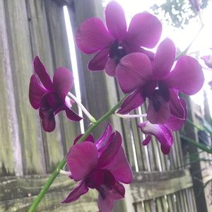 Meet your Posher, Frances